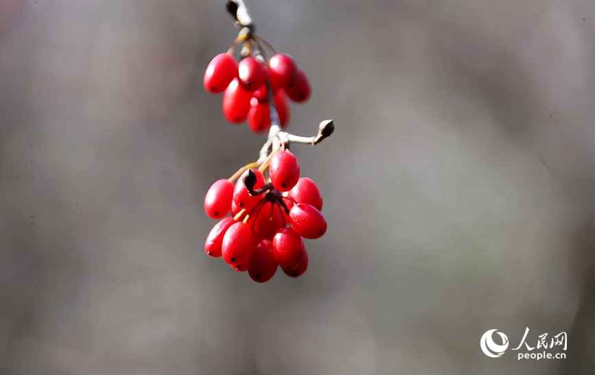 Sơn thù du vào mùa thu hoạch, trở thành ngành kinh tế giúp nâng cao thu nhập cho người dân