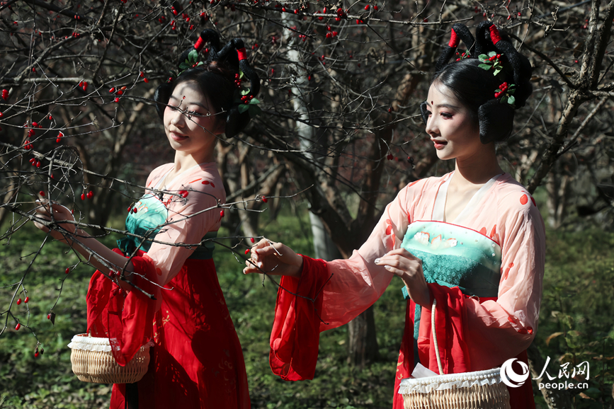 Sơn thù du vào mùa thu hoạch, trở thành ngành kinh tế giúp nâng cao thu nhập cho người dân