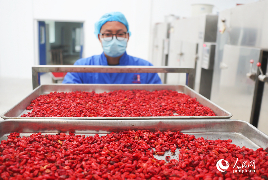 Sơn thù du vào mùa thu hoạch, trở thành ngành kinh tế giúp nâng cao thu nhập cho người dân