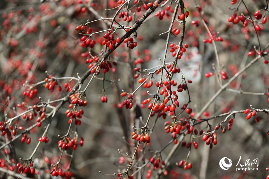 Sơn thù du vào mùa thu hoạch, trở thành ngành kinh tế giúp nâng cao thu nhập cho người dân