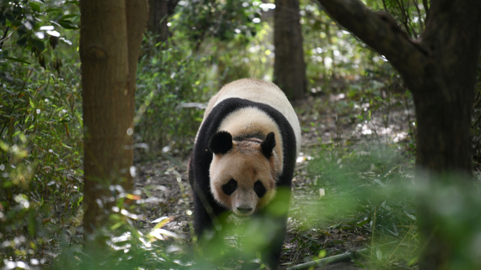 Cặp gấu trúc mới dự kiến đến Vườn thú Beauval (Pháp) vào năm 2027