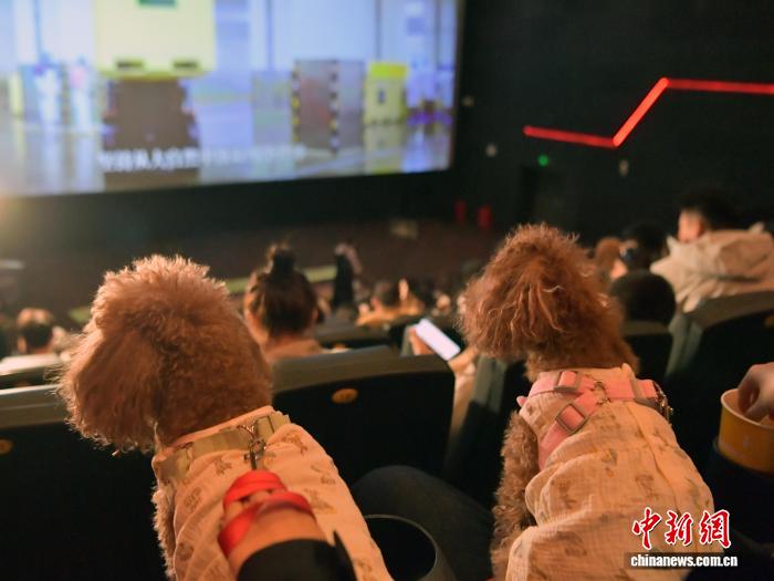 Tối ngày 5 tháng 12, hai chú chó xem phim tại rạp chiếu phim ở Trường Xuân, Cát Lâm, Trung Quốc.Ảnh: Trương Dao - Phóng viên Chinanews