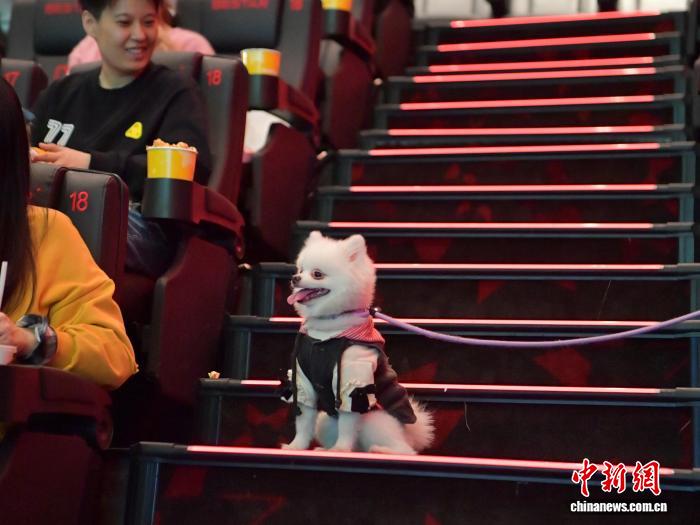 Cát Lâm: Dịch vụ “xem phim cùng thú cưng” được yêu thích