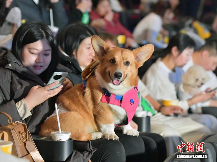 Cát Lâm: Dịch vụ “xem phim cùng thú cưng” được yêu thích