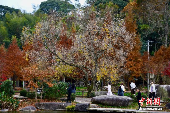 Khung cảnh mùa đông ở nông thôn Phúc Châu thu hút du khách