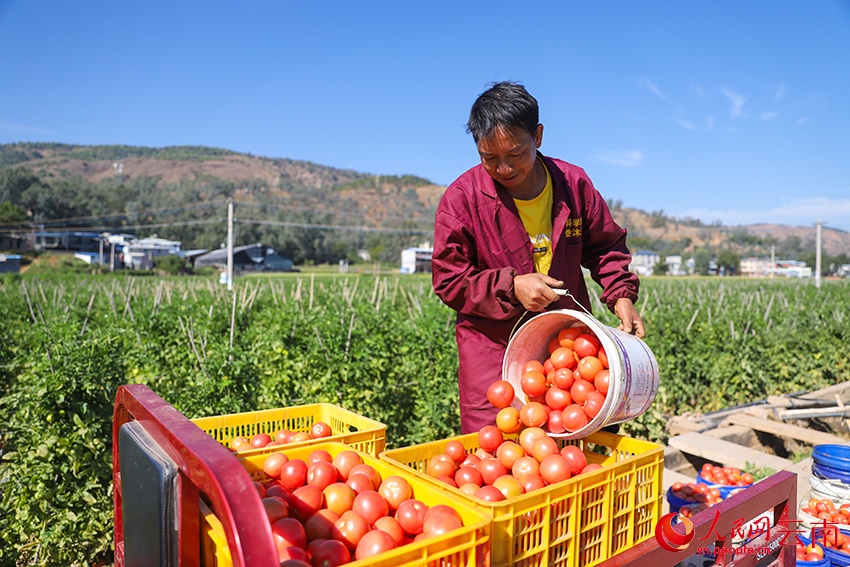 Người dân để cà chua đã thu hoạch vào sọt. Ảnh: Lý Phát Hưng - Phóng viên Nhân Dân nhật báo điện tử