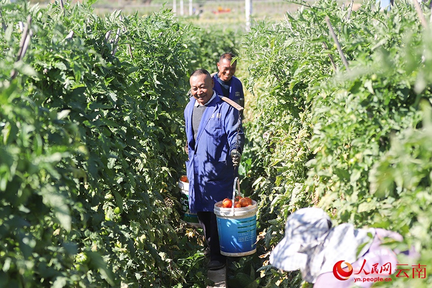 Rau quả vụ đông bội thu tại huyện Nguyên Mặc