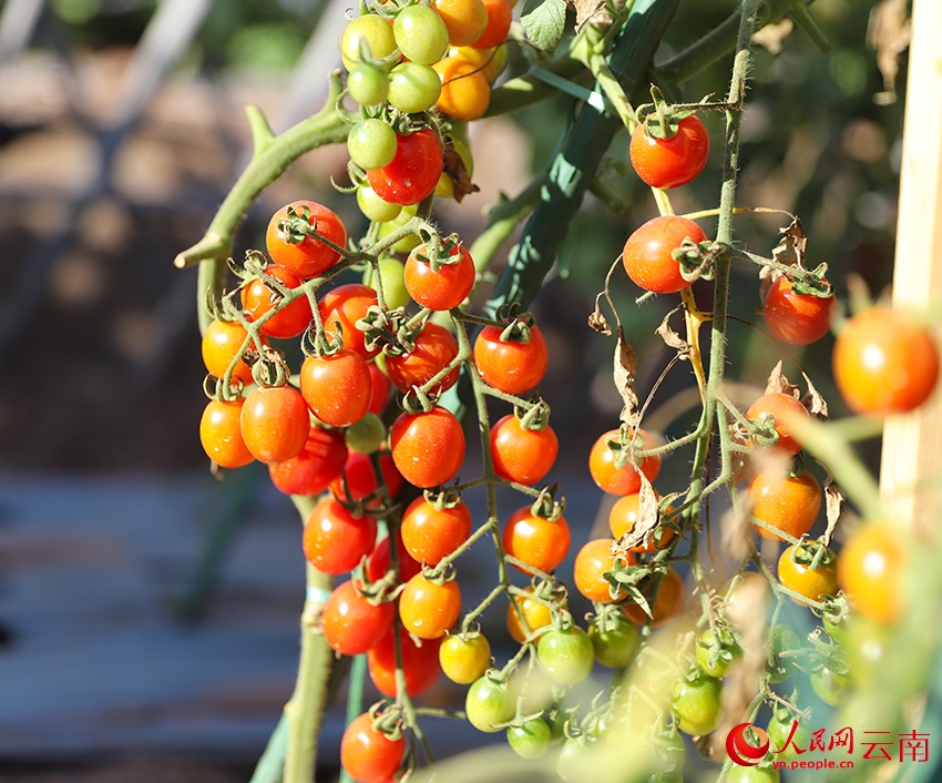 Rau quả vụ đông bội thu tại huyện Nguyên Mặc