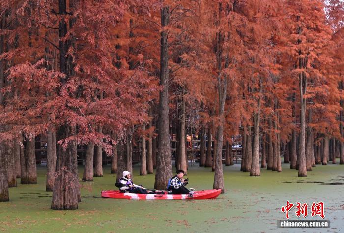 “Hồ Matcha” tại Hàng Châu chuyển màu đỏ rực