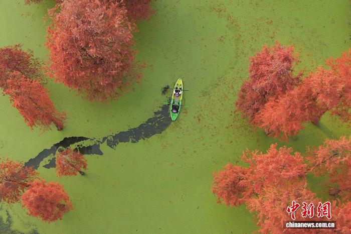 “Hồ Matcha” tại Hàng Châu chuyển màu đỏ rực