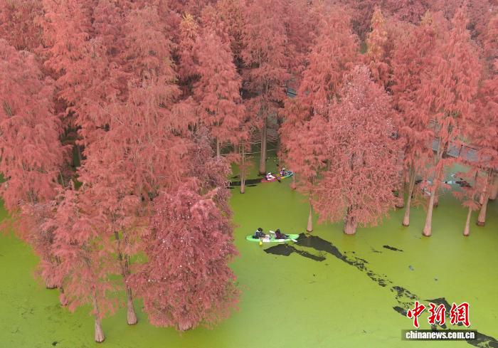 “Hồ Matcha” tại Hàng Châu chuyển màu đỏ rực