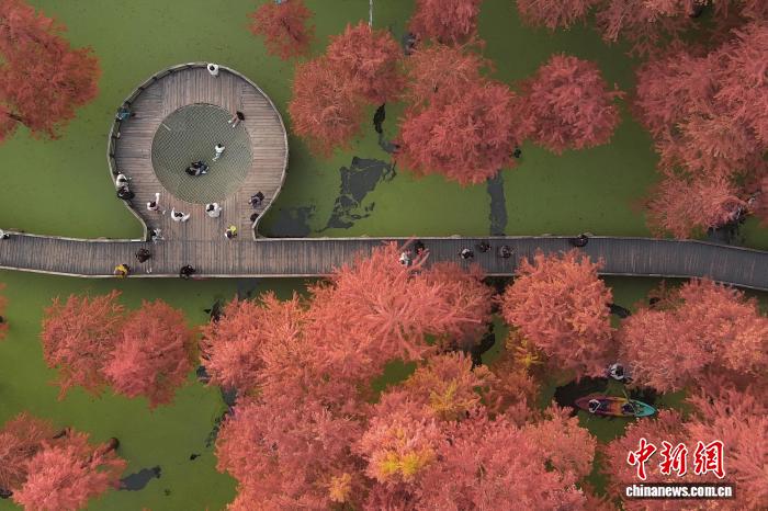 “Hồ Matcha” tại Hàng Châu chuyển màu đỏ rực