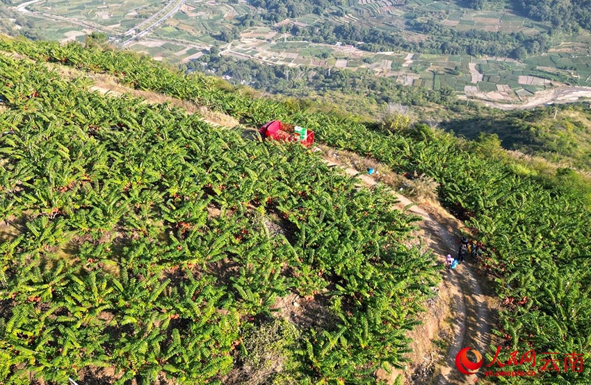 “Kem tươi trên cây” giúp người dân huyện Hồng Hà có cuộc sống “ngọt ngào” hơn