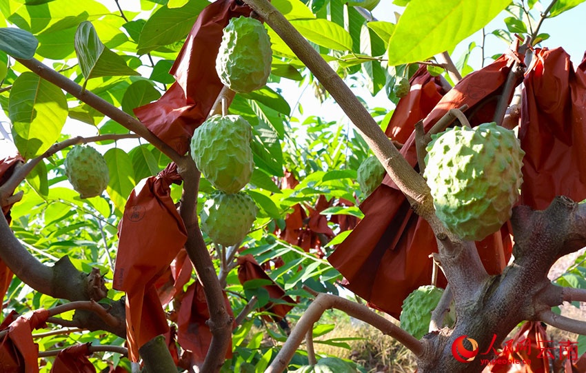 “Kem tươi trên cây” giúp người dân huyện Hồng Hà có cuộc sống “ngọt ngào” hơn