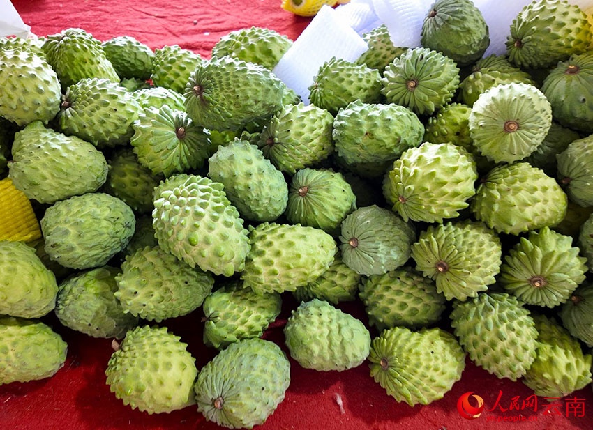 “Kem tươi trên cây” giúp người dân huyện Hồng Hà có cuộc sống “ngọt ngào” hơn