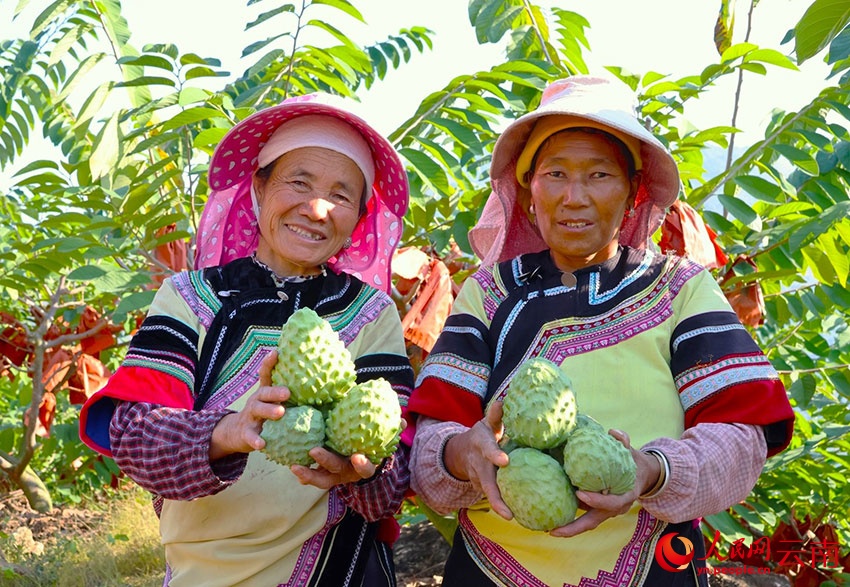 “Kem tươi trên cây” giúp người dân huyện Hồng Hà có cuộc sống “ngọt ngào” hơn