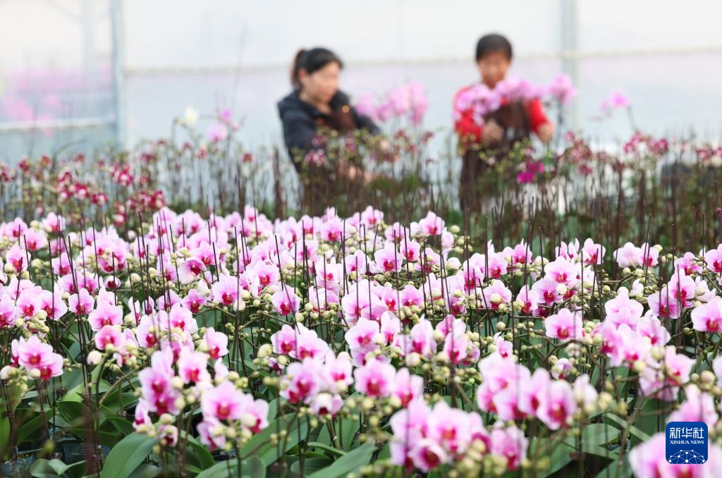 Hoa tươi đắt hàng dịp cận Tết Dương lịch