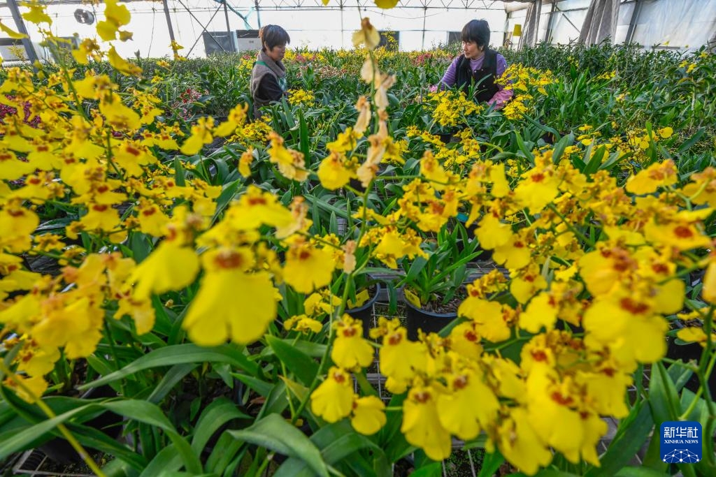 Hoa tươi đắt hàng dịp cận Tết Dương lịch