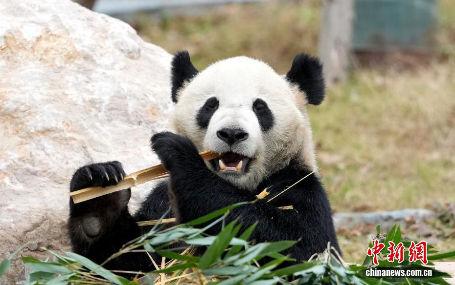 Tham quan Khu Bảo tồn Gấu trúc Trung Hoa Miên Dương tại Tứ Xuyên