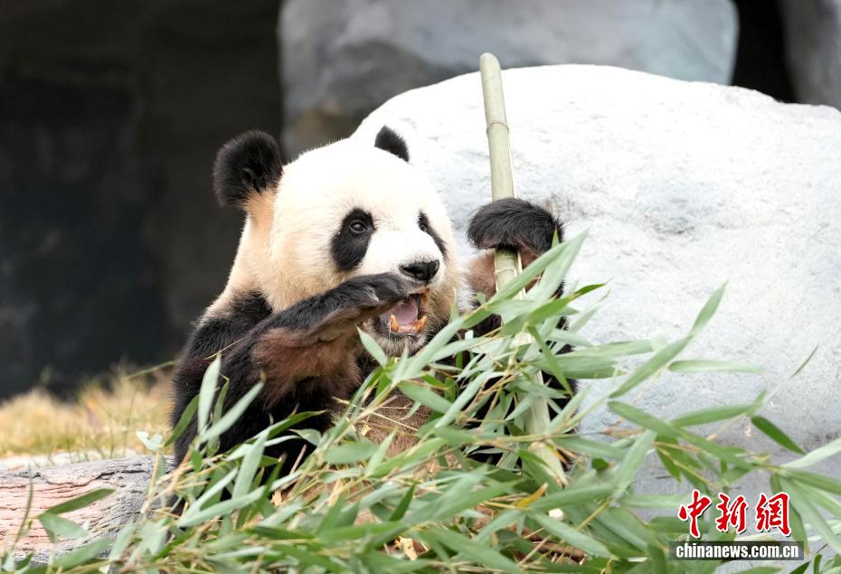 Tham quan Khu Bảo tồn Gấu trúc Trung Hoa Miên Dương tại Tứ Xuyên