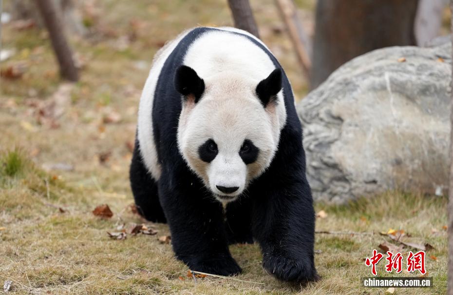 Tham quan Khu Bảo tồn Gấu trúc Trung Hoa Miên Dương tại Tứ Xuyên