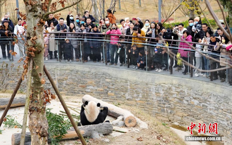 Tham quan Khu Bảo tồn Gấu trúc Trung Hoa Miên Dương tại Tứ Xuyên