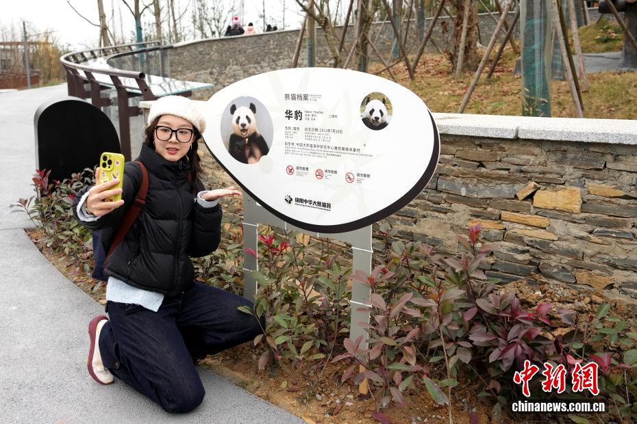 Tham quan Khu Bảo tồn Gấu trúc Trung Hoa Miên Dương tại Tứ Xuyên