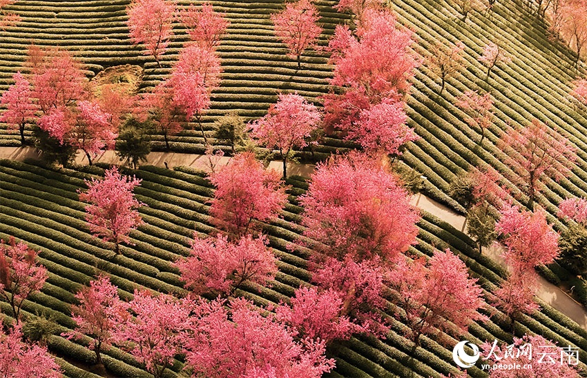 Hoa anh đào nở rộ giữa mùa đông Đại Lý