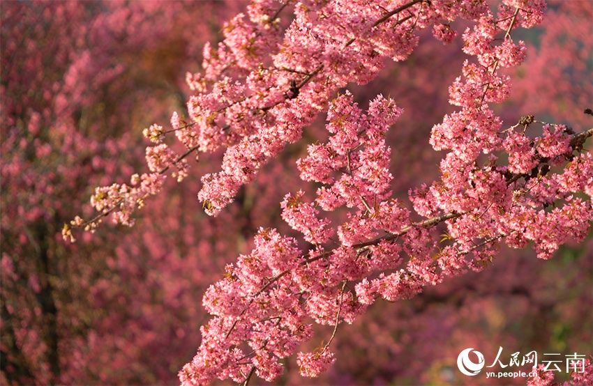 Hoa anh đào nở rộ giữa mùa đông Đại Lý