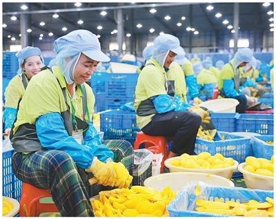 Công nhân Campuchia đang chế biến xoài. Trung Quốc là thị trường xuất khẩu xoài quan trọng của Campuchia. Ảnh: Bạch Nguyên Kỳ - Phóng viên Nhân Dân nhật báo