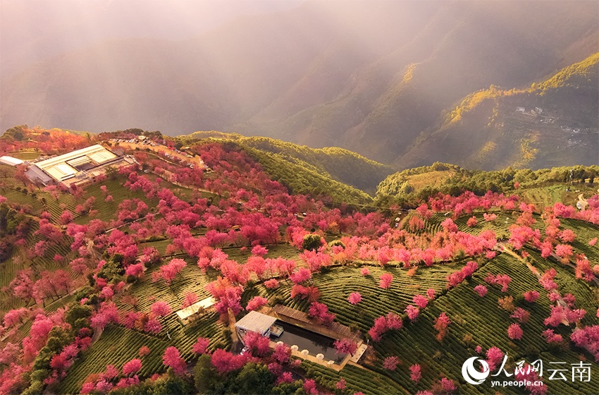 Hoa anh đào nở rộ giữa mùa đông Đại Lý