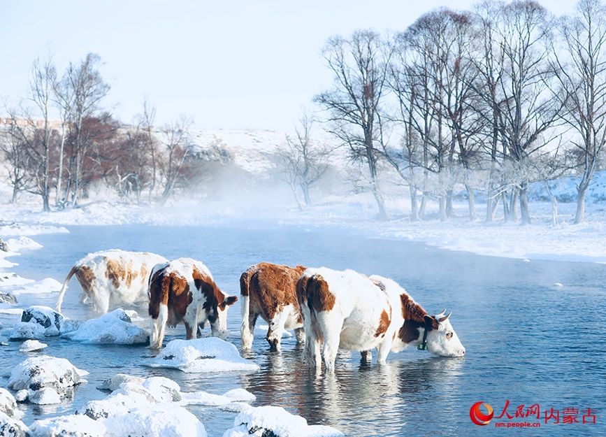 Dòng sông không đóng băng - bức tranh sinh thái mùa đông ở A Nhĩ Sơn