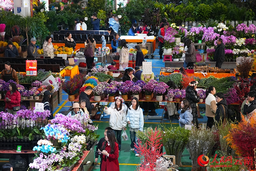 Côn Minh, Vân Nam: Chợ hoa Đấu Nam nhộn nhịp dịp năm mới