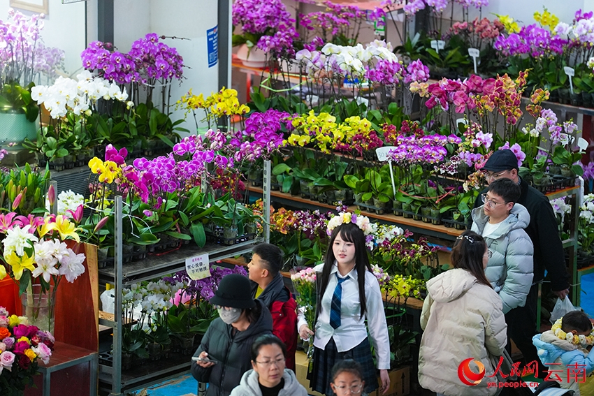 Côn Minh, Vân Nam: Chợ hoa Đấu Nam nhộn nhịp dịp năm mới
