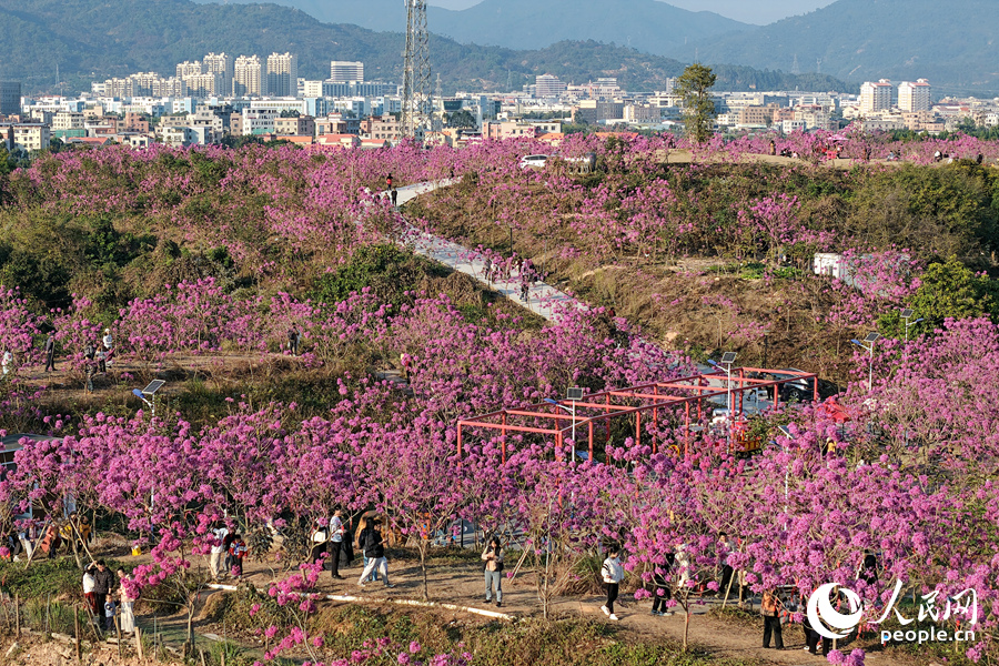 Hạ Môn: Hoa phong linh tím nở rộ chào năm mới