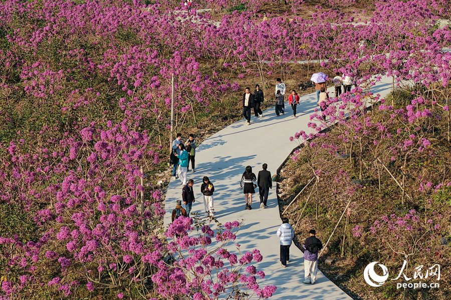 Hạ Môn: Hoa phong linh tím nở rộ chào năm mới