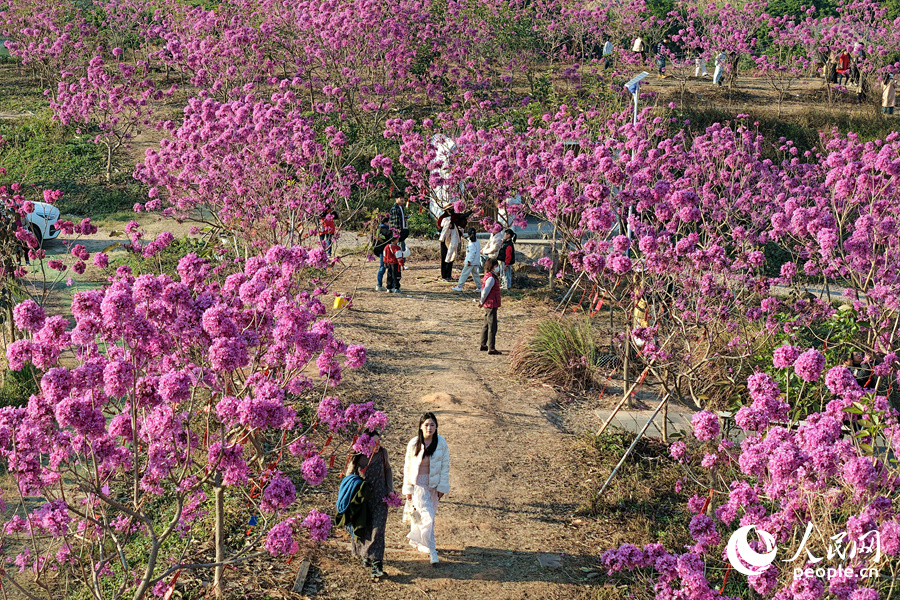Hạ Môn: Hoa phong linh tím nở rộ chào năm mới