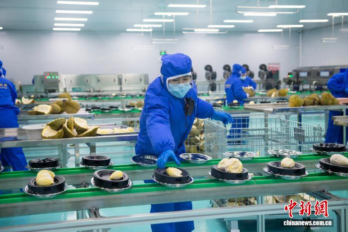 Lô sầu riêng đông lạnh Indonesia xuất khẩu Trung Quốc đầu tiên được chế biến sâu tại Quảng Tây