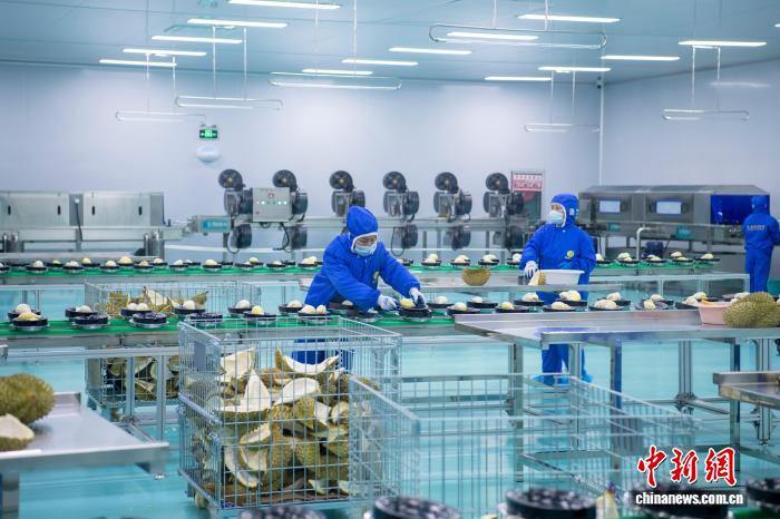 Lô sầu riêng đông lạnh Indonesia xuất khẩu Trung Quốc đầu tiên được chế biến sâu tại Quảng Tây