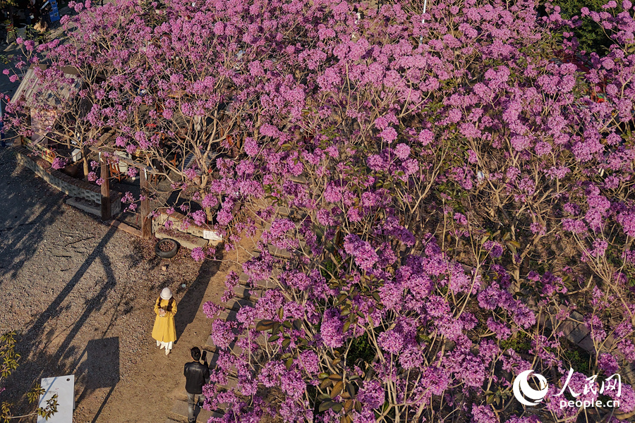 Hạ Môn: Hoa phong linh tím nở rộ chào năm mới