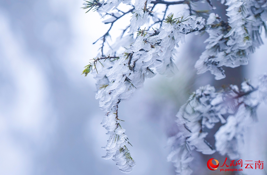 Cận cảnh vẻ đẹp băng giá trên núi Lương Vương tại Vân Nam