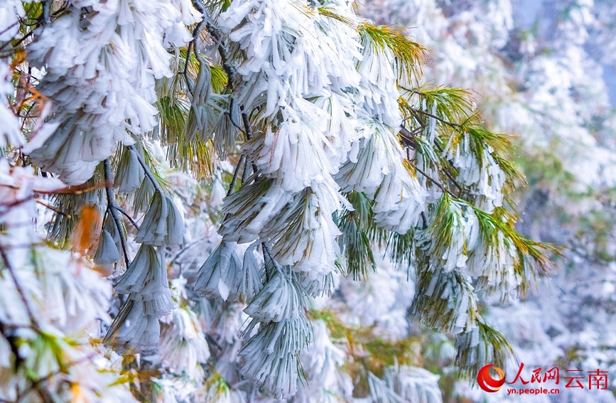 Cận cảnh vẻ đẹp băng giá trên núi Lương Vương tại Vân Nam