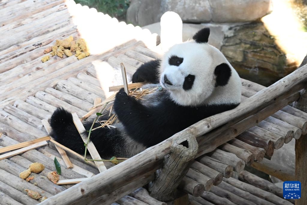 Cặp gấu trúc “Chenxing” và “Xiaoyue” chính thức ra mắt tại Malaysia