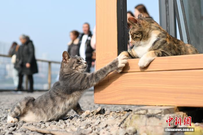Người dân đổ xô đến thăm “mái ấm tình thương” cho mèo hoang tại Trùng Khánh