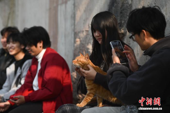 Người dân đổ xô đến thăm “mái ấm tình thương” cho mèo hoang tại Trùng Khánh