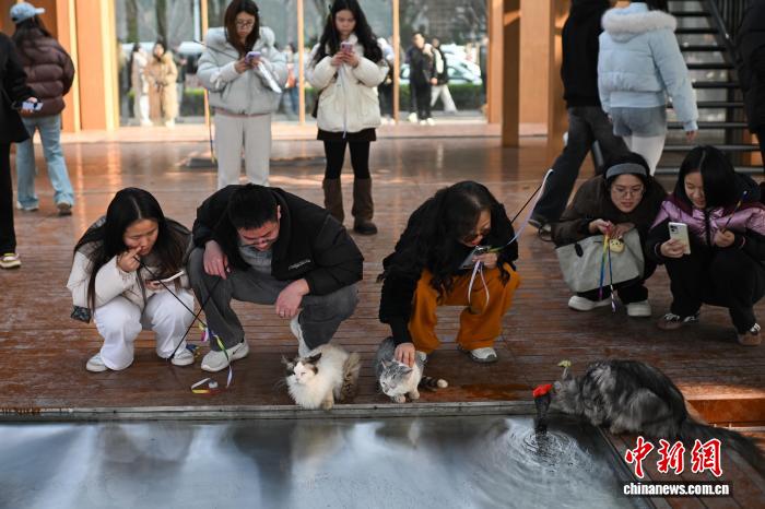 Người dân đổ xô đến thăm “mái ấm tình thương” cho mèo hoang tại Trùng Khánh