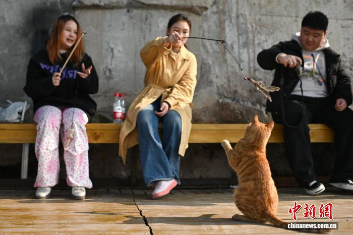 Người dân đổ xô đến thăm “mái ấm tình thương” cho mèo hoang tại Trùng Khánh