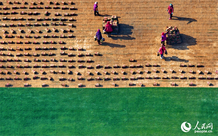 Nghề trồng cỏ mang lại lợi ích kép cho Giang Tây