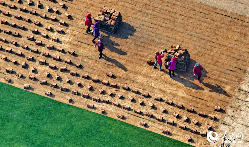 Nghề trồng cỏ mang lại lợi ích kép cho Giang Tây