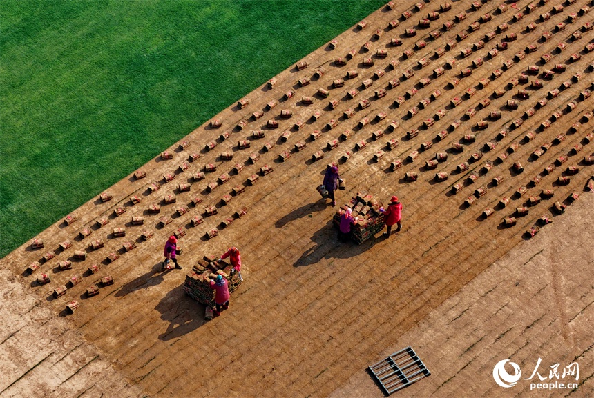 Nghề trồng cỏ mang lại lợi ích kép cho Giang Tây